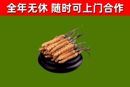 榕江县回收冬虫夏草