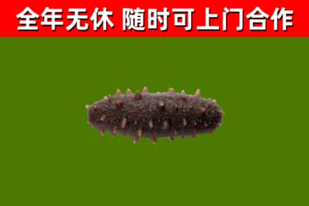 榕江县回收海参干
